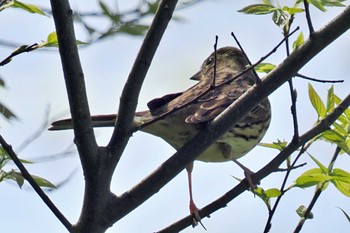 Masked Bunting 岡山後楽園 Fri, 4/19/2024