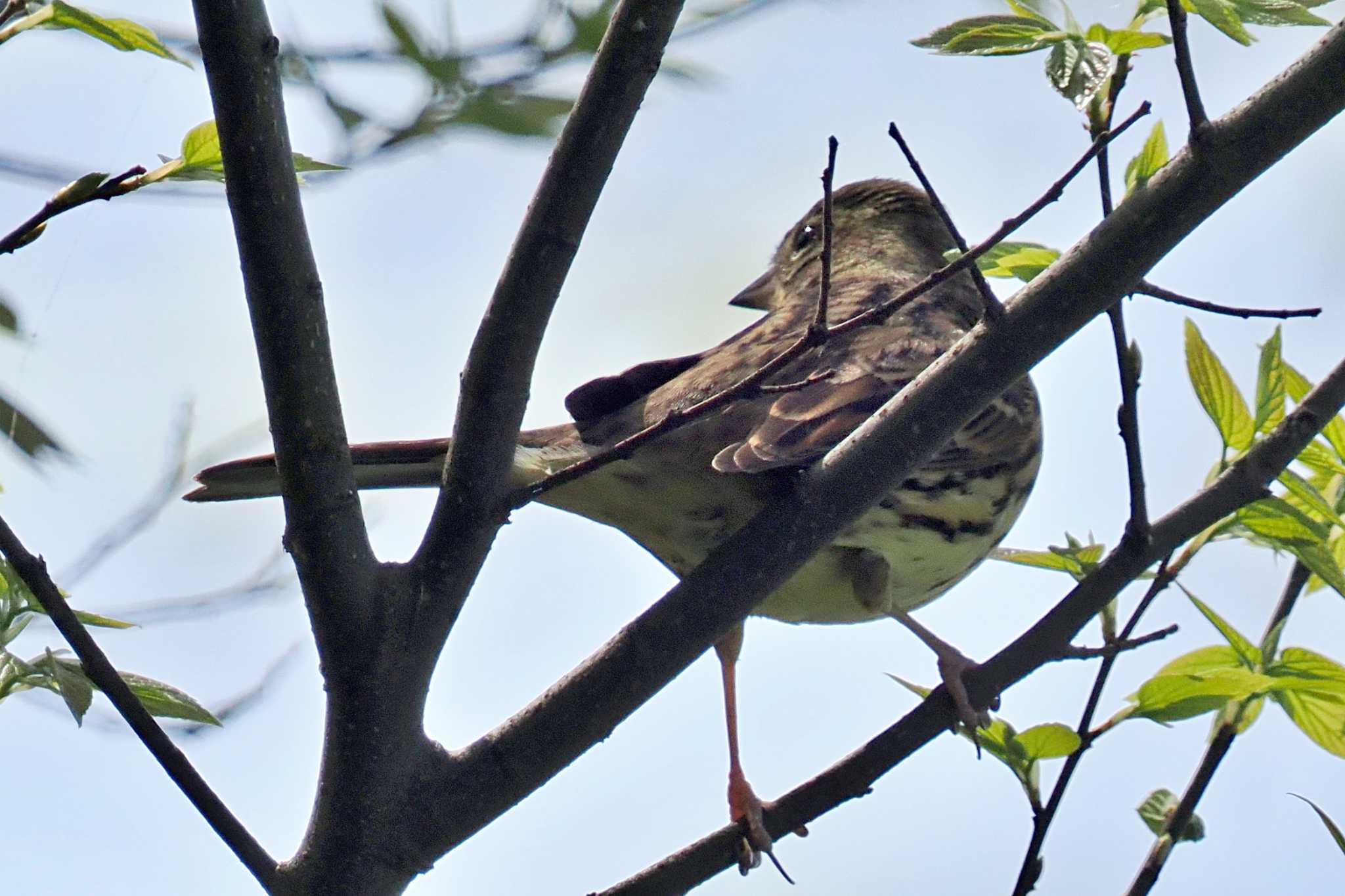 Photo of Masked Bunting at 岡山後楽園 by 藤原奏冥