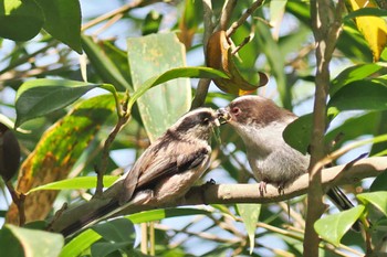 Long-tailed Tit 岡山後楽園 Fri, 4/19/2024