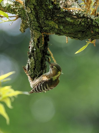 Japanese Pygmy Woodpecker 印西市 Sun, 4/21/2024