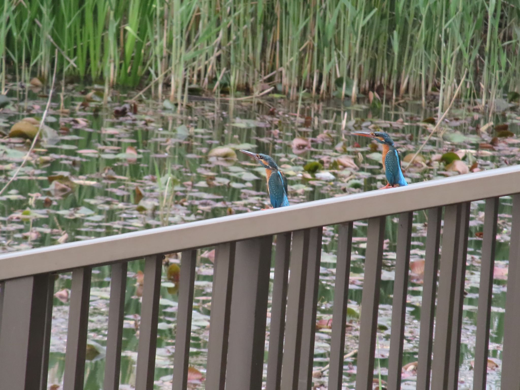 Photo of Common Kingfisher at こざと北公園(市川市) by hidebonn