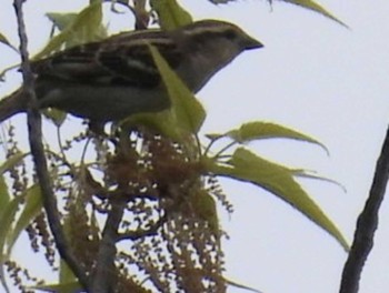 Russet Sparrow Unknown Spots Sat, 4/20/2024