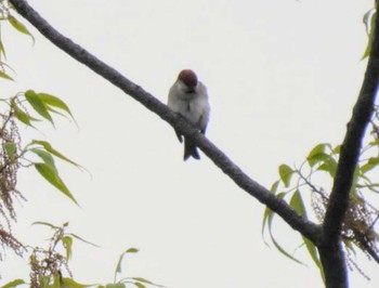 Russet Sparrow 近場の公園 Sat, 4/20/2024