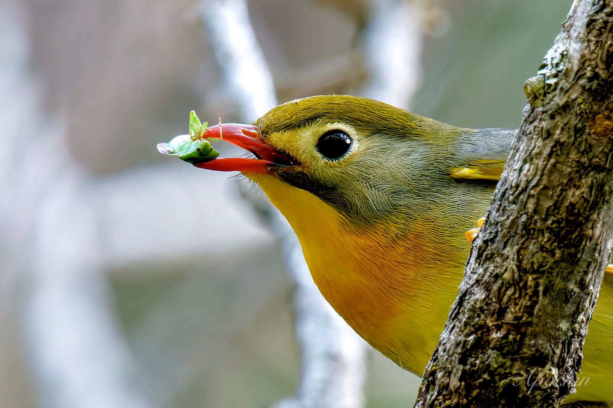 Photo of Red-billed Leiothrix at Hayatogawa Forest Road by アポちん