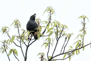 Crested Myna 近所 Sat, 4/20/2024