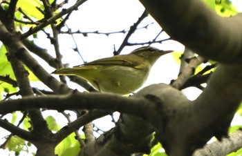 Eastern Crowned Warbler Hikarigaoka Park Sun, 4/21/2024