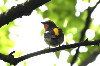 Narcissus Flycatcher Hikarigaoka Park Sun, 4/21/2024