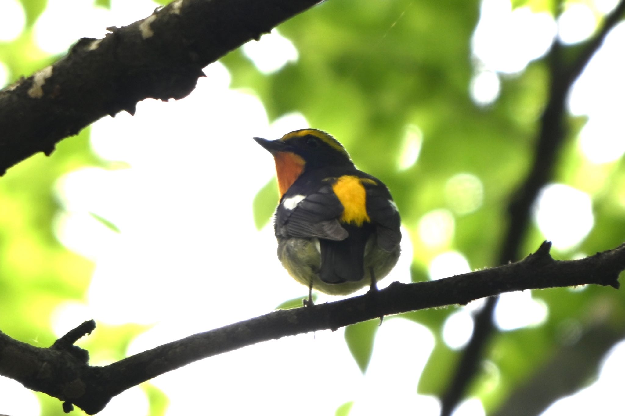 Photo of Narcissus Flycatcher at Hikarigaoka Park by Osprey