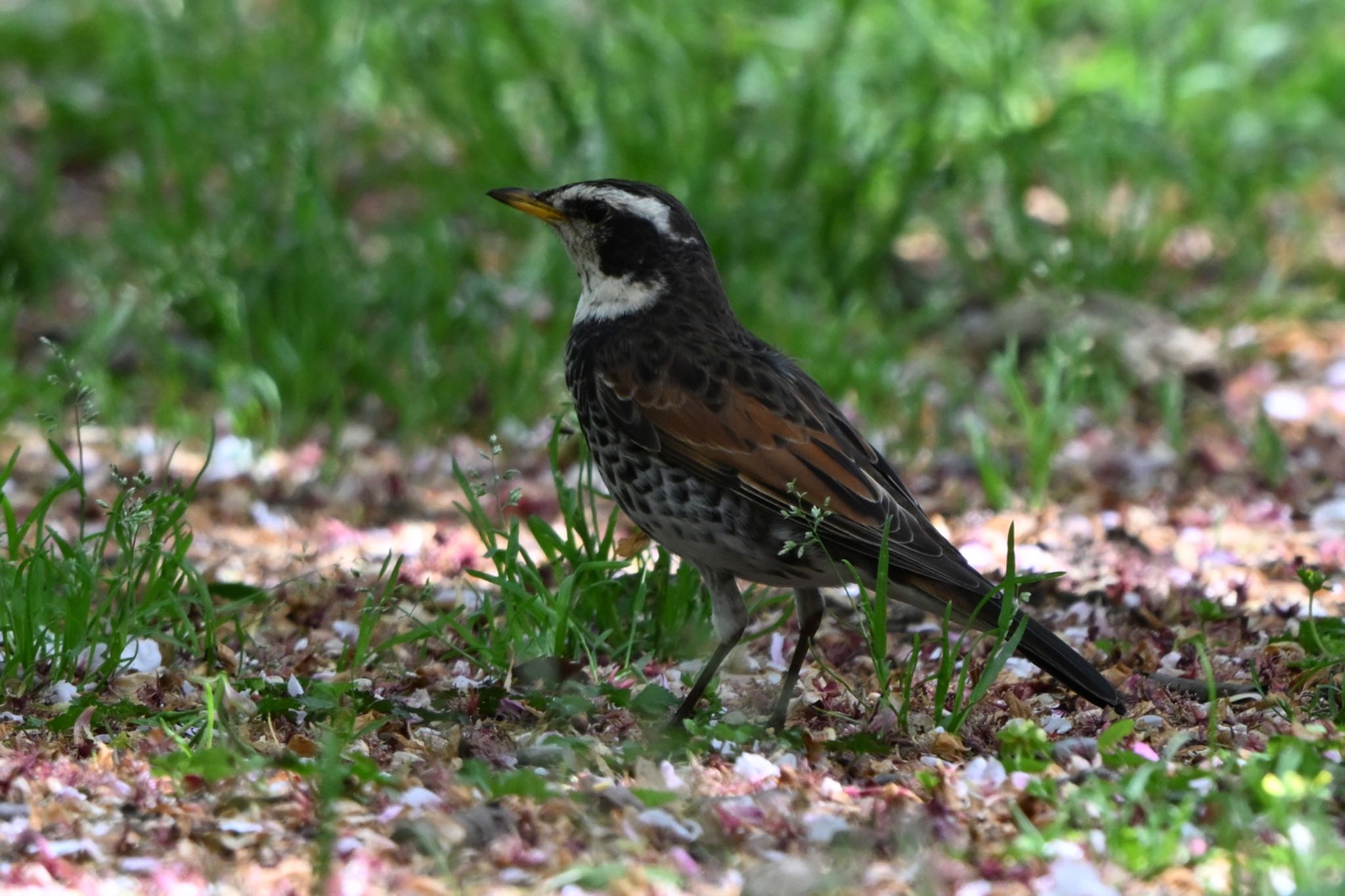 Photo of Dusky Thrush at Hikarigaoka Park by Osprey