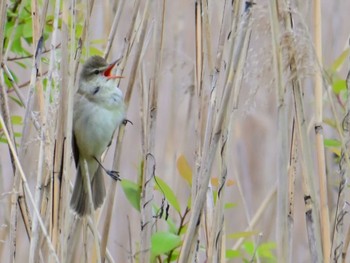 Sun, 4/21/2024 Birding report at 平城宮跡