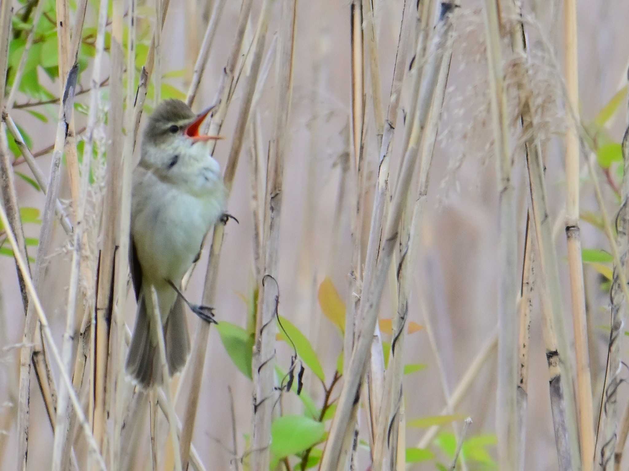 Oriental Reed Warbler