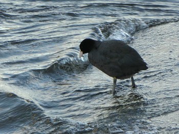 2018年12月28日(金) 多摩川二ヶ領宿河原堰の野鳥観察記録