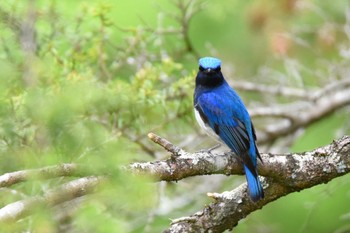 Blue-and-white Flycatcher 奥多摩 Unknown Date