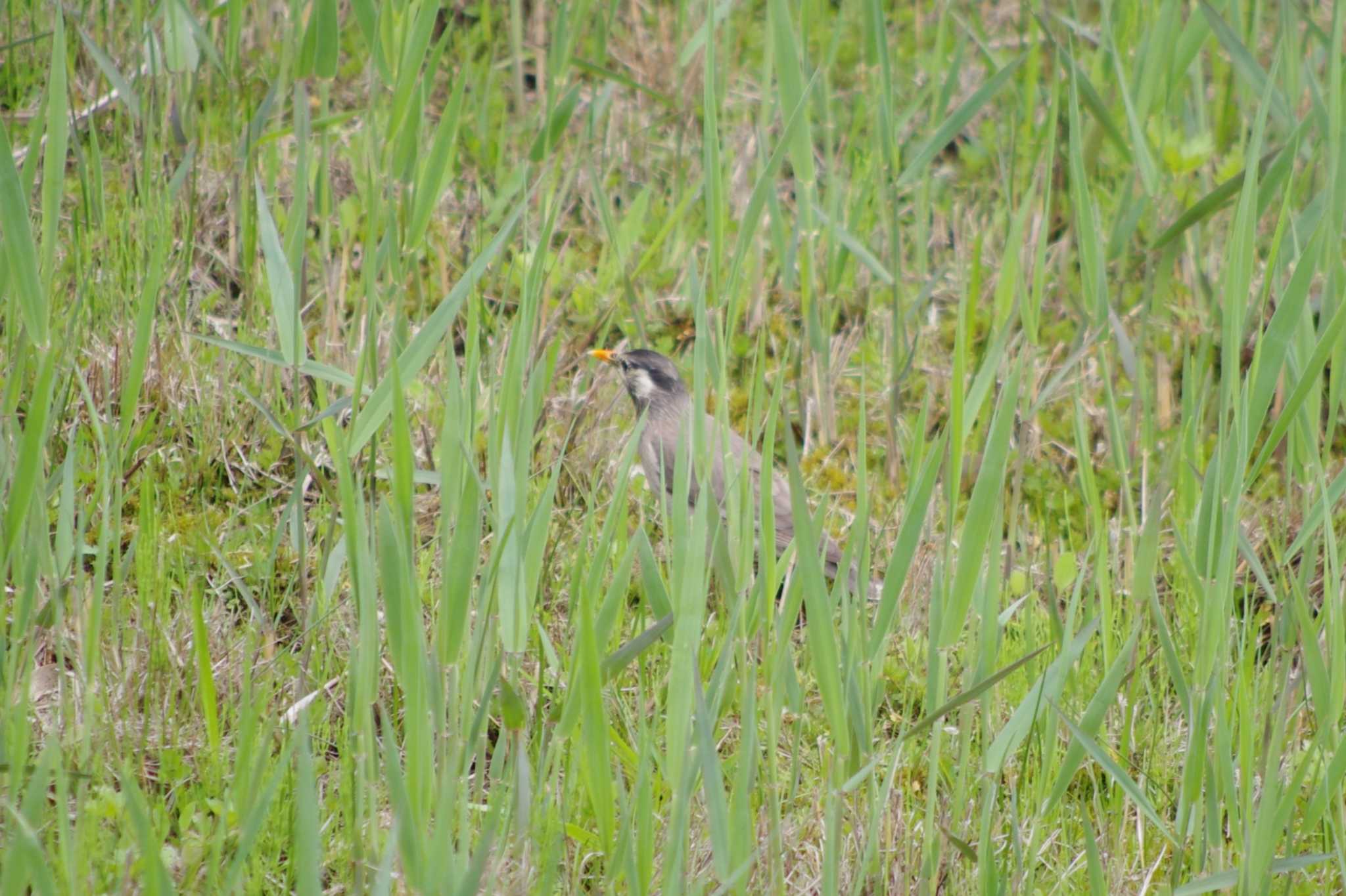 Photo of White-cheeked Starling at 守谷野鳥のみち by アカウント15604