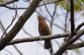 ガビチョウ 守谷野鳥のみち 2024年4月21日(日)