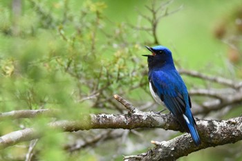 Blue-and-white Flycatcher 奥多摩 Sun, 4/21/2024