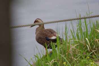 カルガモ 守谷野鳥のみち 2024年4月21日(日)