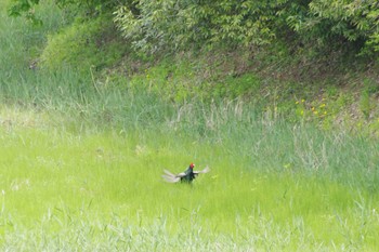 Green Pheasant 守谷野鳥のみち Sun, 4/21/2024