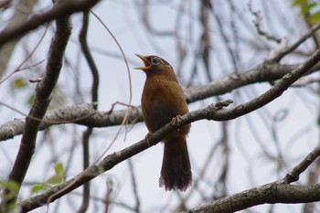 ガビチョウ 守谷野鳥のみち 2024年4月21日(日)