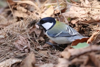 Japanese Tit Miharashi Park(Hakodate) Sun, 4/21/2024