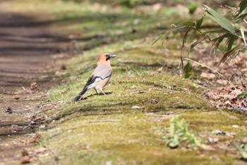 Eurasian Jay(brandtii) Miharashi Park(Hakodate) Sun, 4/21/2024