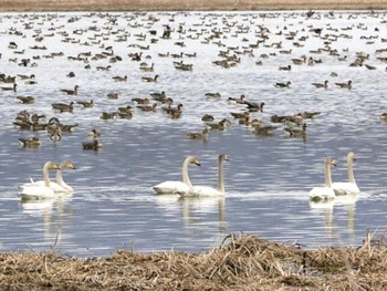 オオハクチョウ 宮島沼 2024年4月21日(日)