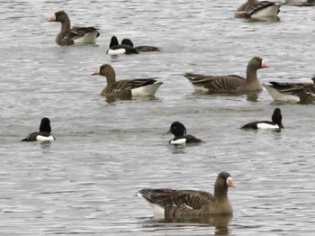 Tufted Duck 宮島沼 Sun, 4/21/2024