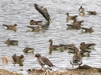 Greater White-fronted Goose 宮島沼 Sun, 4/21/2024