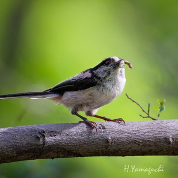 2024年4月20日(土) 皇居東御苑の野鳥観察記録