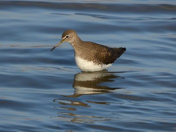 Green Sandpiper 兵庫県稲美町 Mon, 12/24/2018