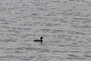 Black-necked Grebe Kasai Rinkai Park Sun, 4/21/2024