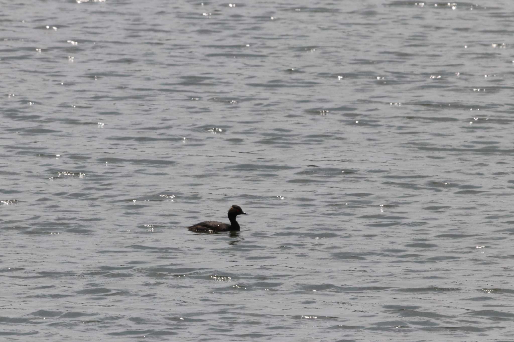 Black-necked Grebe