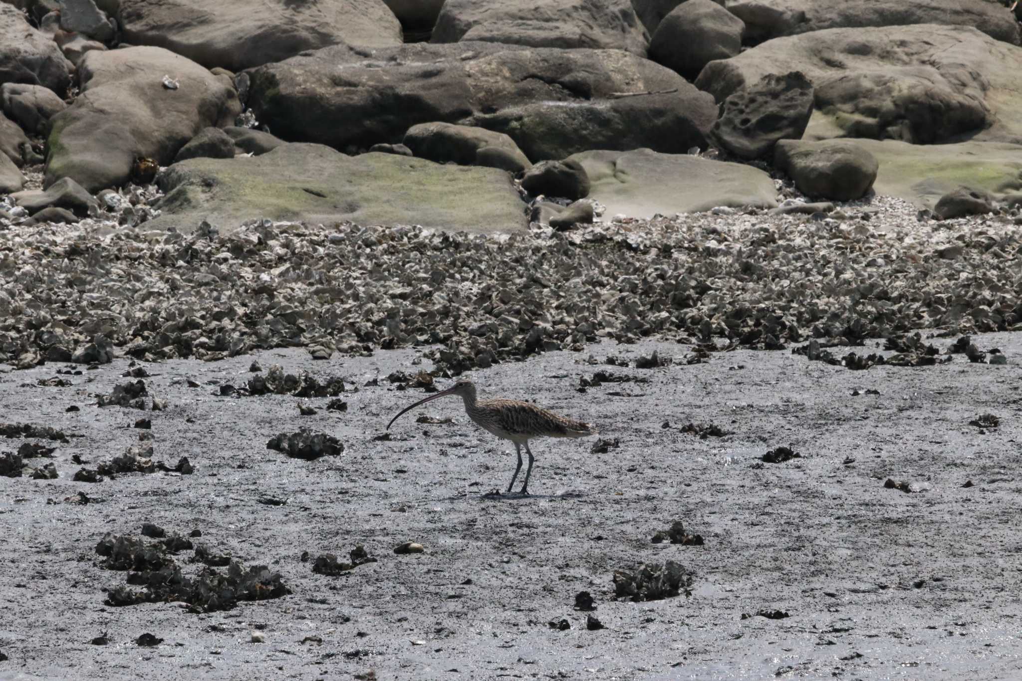 Photo of Far Eastern Curlew at Kasai Rinkai Park by バンケン