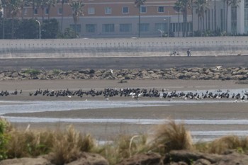 クロツラヘラサギ 葛西臨海公園 2024年4月21日(日)