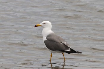 Black-tailed Gull Kasai Rinkai Park Sun, 4/21/2024