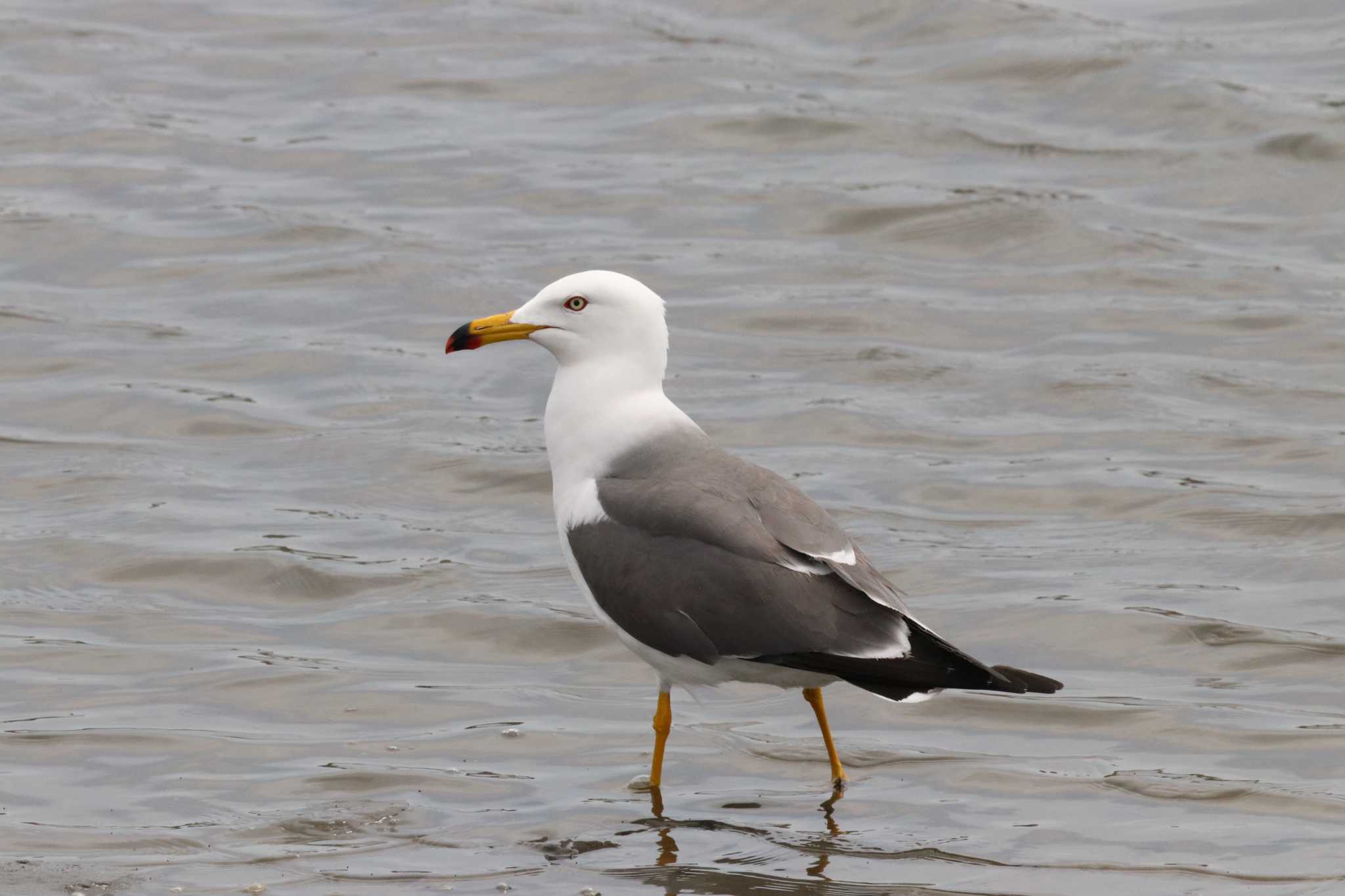 Photo of Black-tailed Gull at Kasai Rinkai Park by バンケン