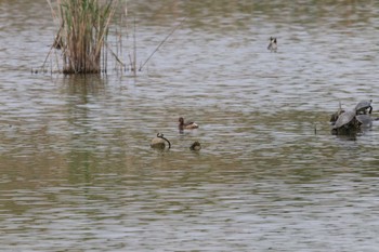 カイツブリ 葛西臨海公園 2024年4月21日(日)