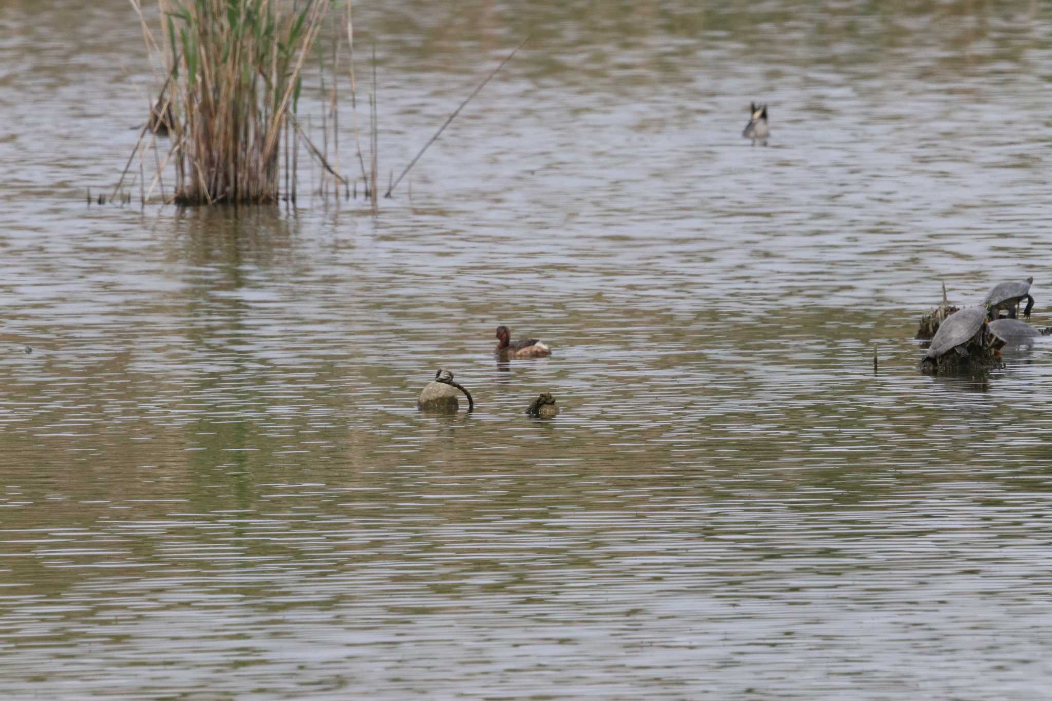 Photo of Little Grebe at Kasai Rinkai Park by バンケン