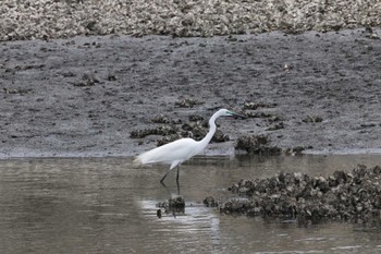 Great Egret Kasai Rinkai Park Sun, 4/21/2024