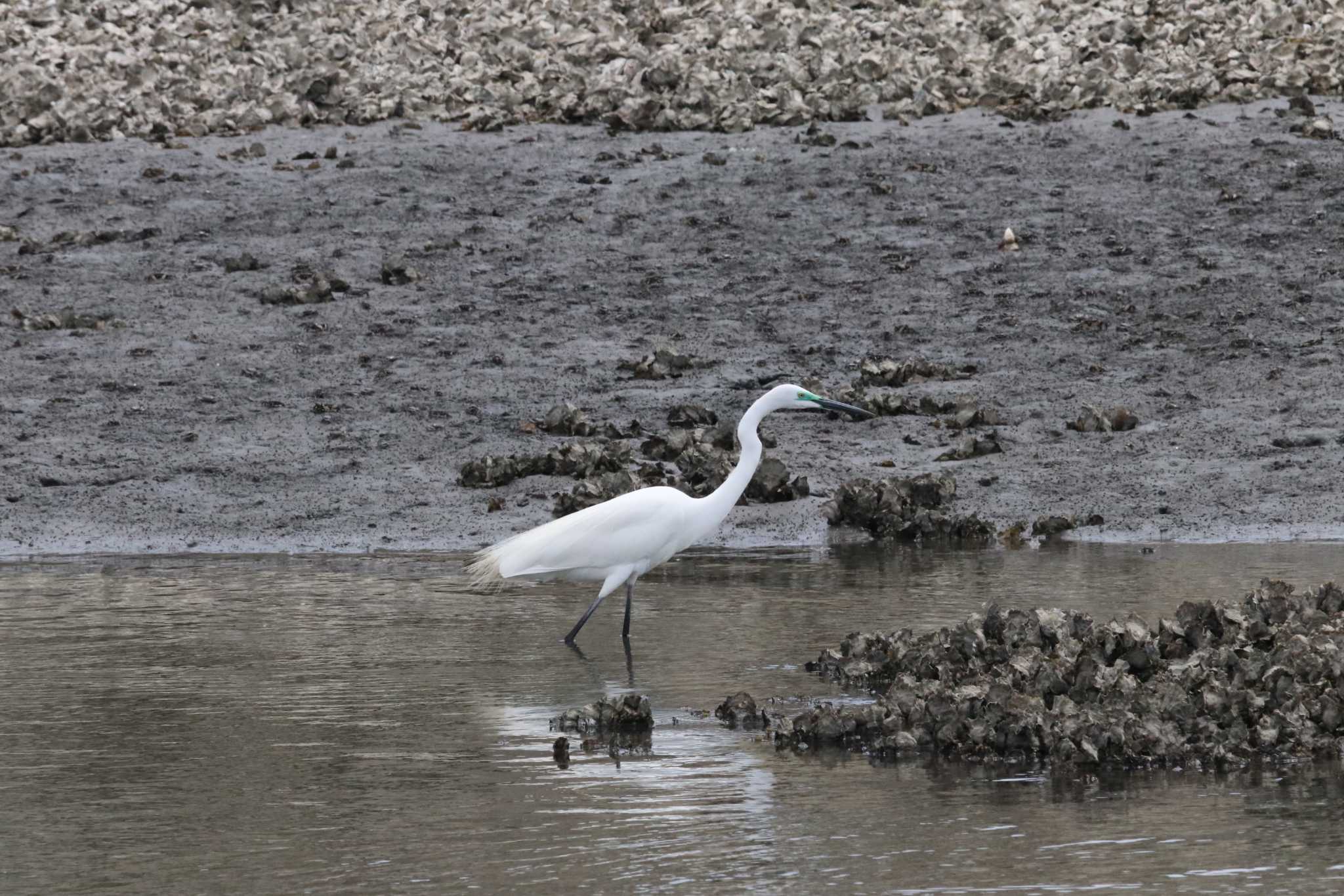 Great Egret