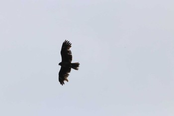 Black Kite Kasai Rinkai Park Sun, 4/21/2024