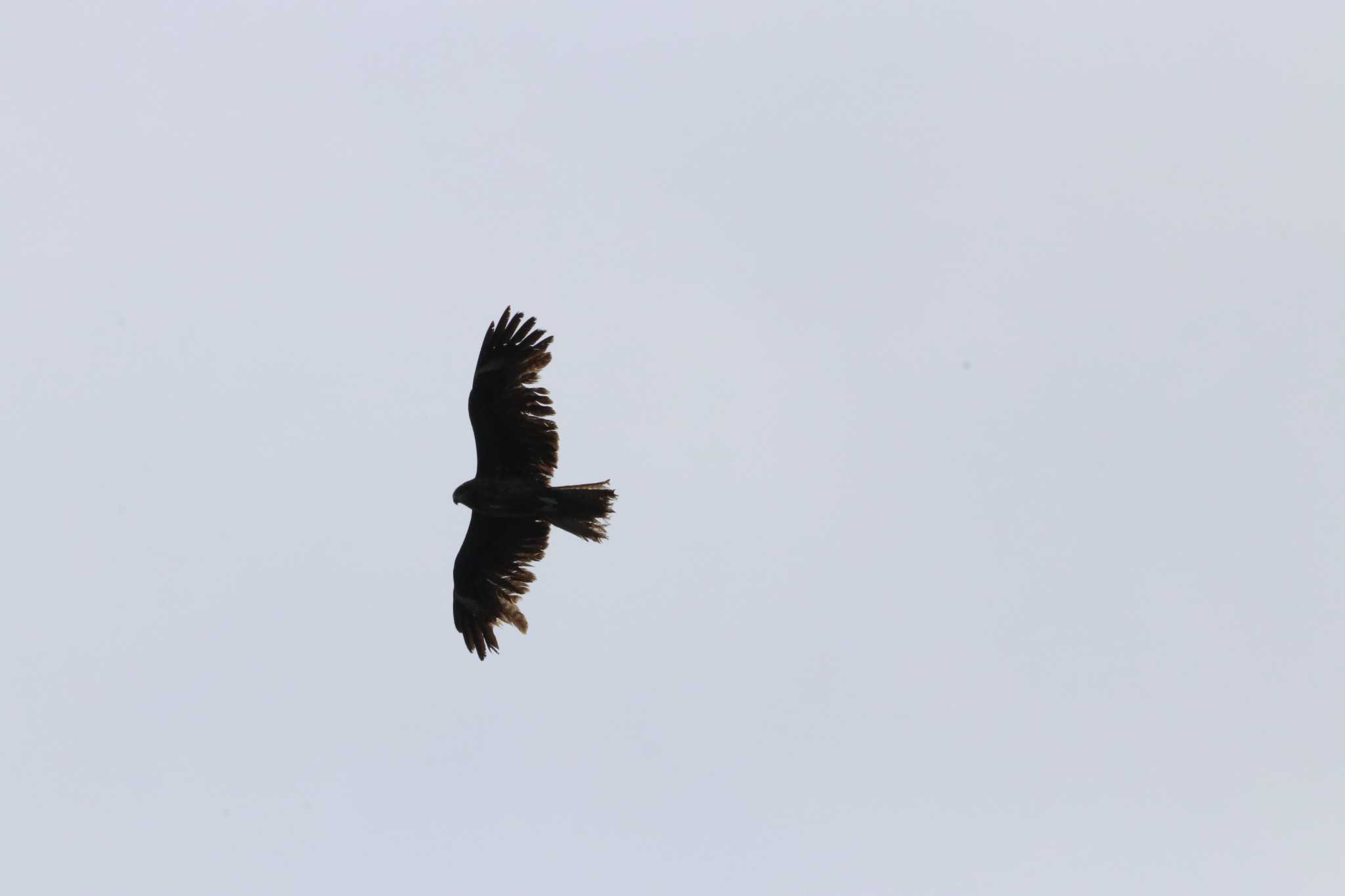 Photo of Black Kite at Kasai Rinkai Park by バンケン