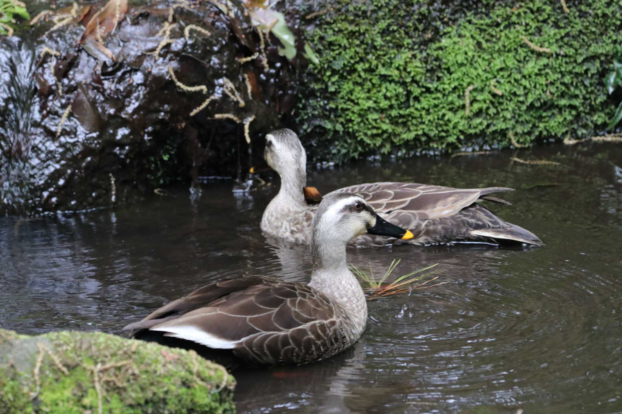 Photo of Eastern Spot-billed Duck at Kasai Rinkai Park by バンケン