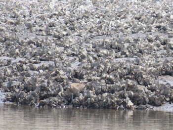 Eurasian Whimbrel Kasai Rinkai Park Sun, 4/21/2024