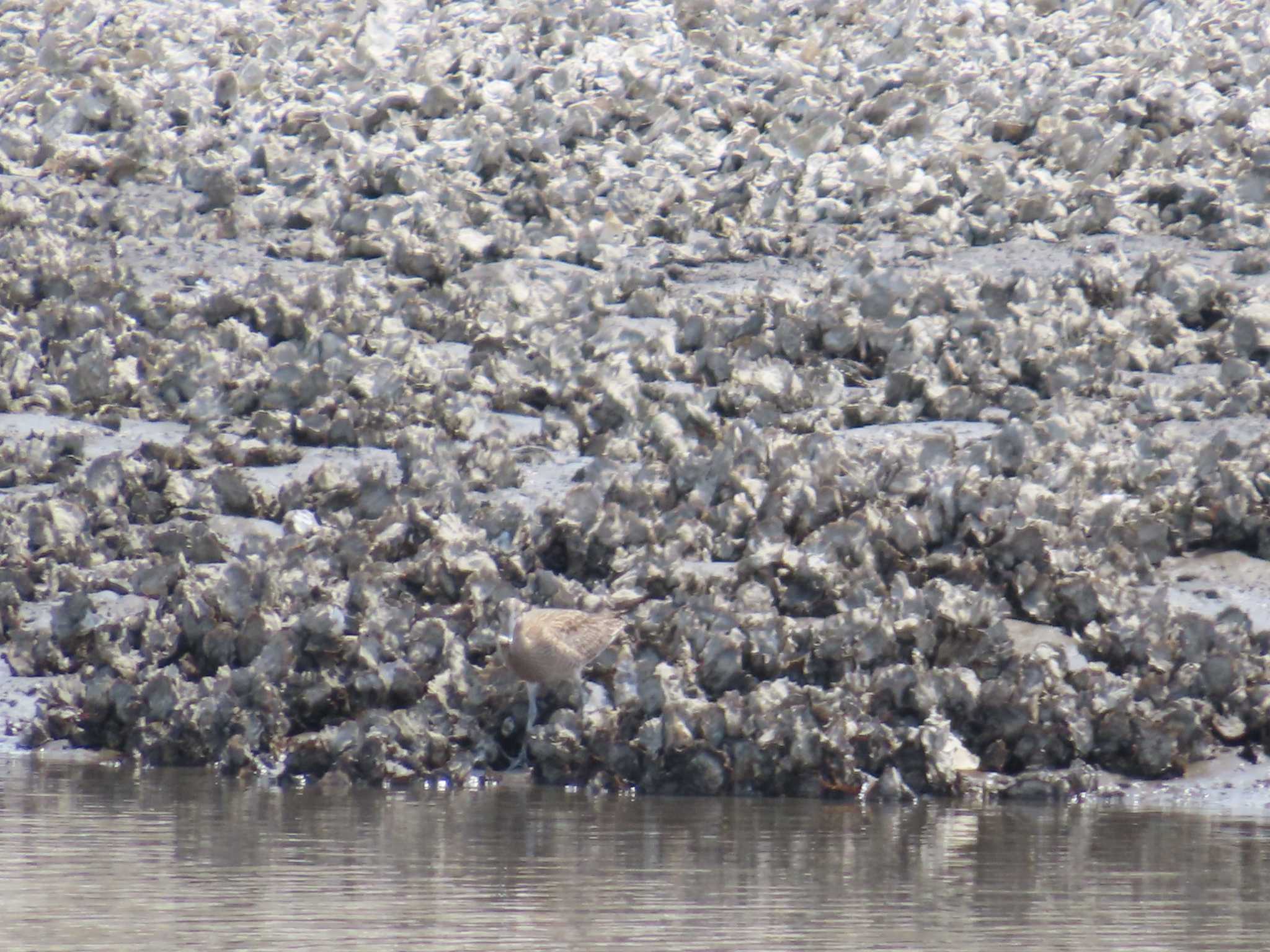 Eurasian Whimbrel