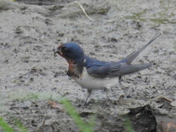 Barn Swallow 鴨川 Sun, 4/21/2024