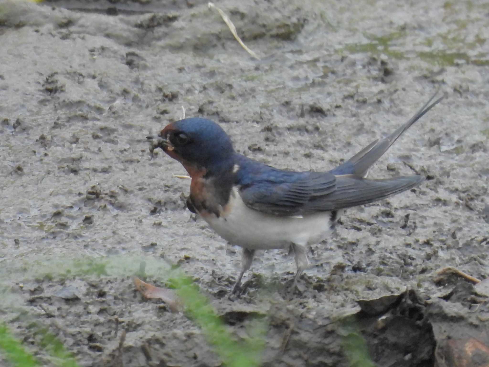 Barn Swallow