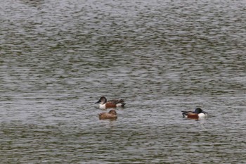 ハシビロガモ 葛西臨海公園 2024年4月21日(日)