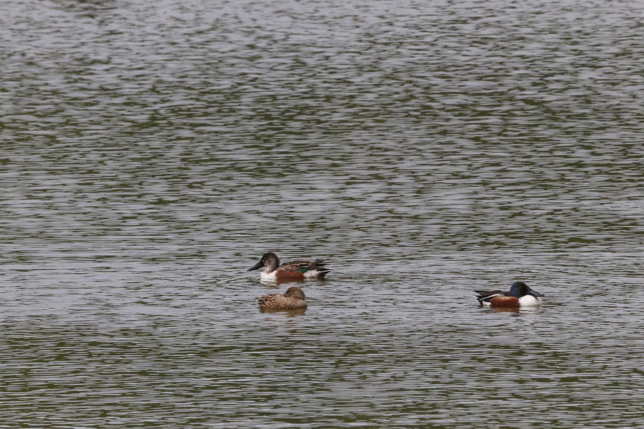 Photo of Northern Shoveler at Kasai Rinkai Park by バンケン