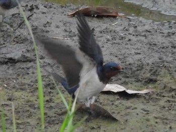 Barn Swallow 鴨川 Sun, 4/21/2024